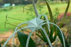Hymenocallis littoralis